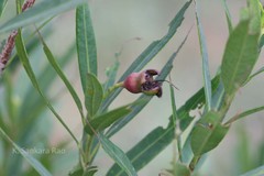 Syzygium occidentale